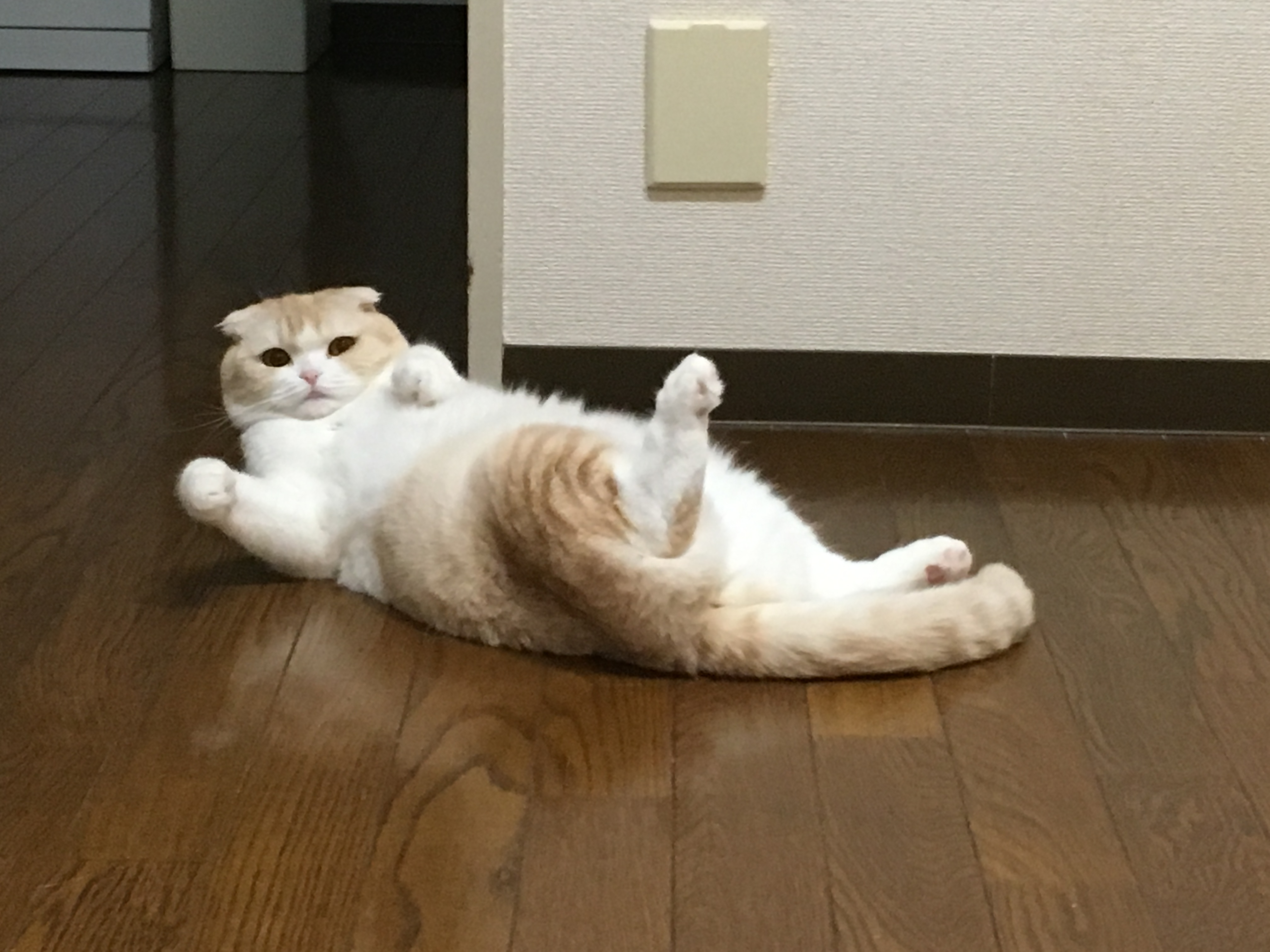 ナッツと過ごすと楽しい