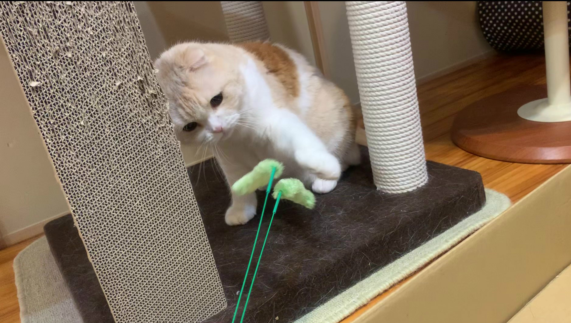 今日も猫じゃらしで遊んじゃおう！！