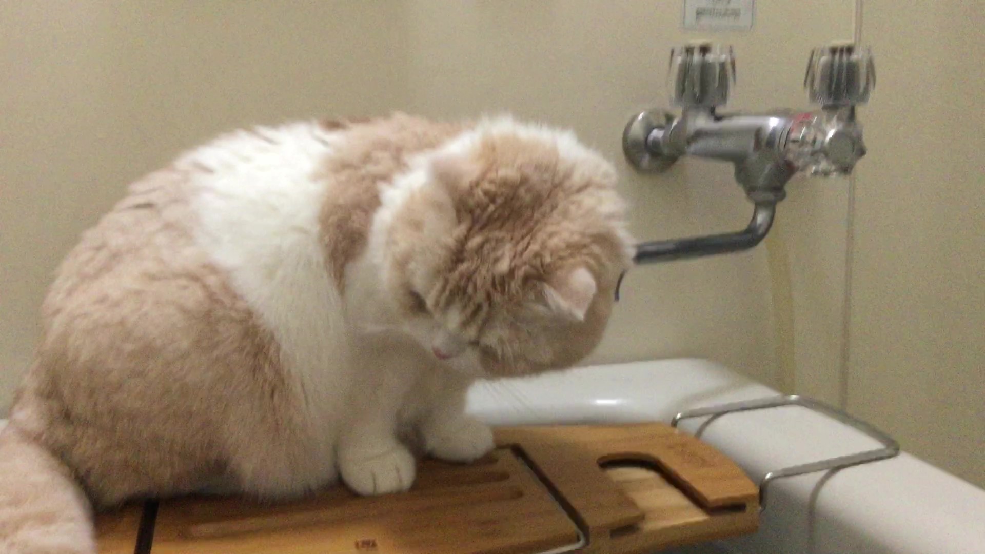 お湯をさわってみるにゃ