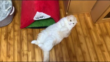 今日もリラックス