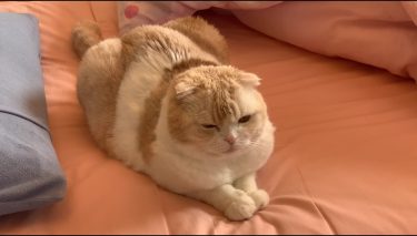 お布団でのんびり