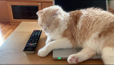 さみしいもんね