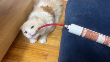 空気入れあむあむ