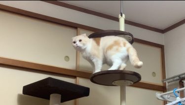 キャットポールから笑顔が届けられました