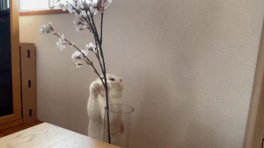 ＧＷにナッツとお花見