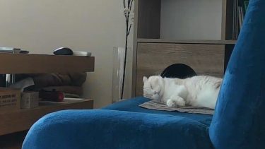 お留守番をしてくれているナッツの姿にこころが和みます