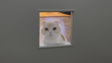 ナッツのお出迎え