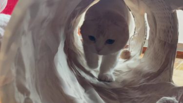 ナッツのキャットトンネル