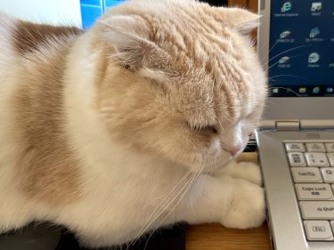 ナッツのお手て