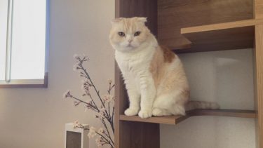 ナッツの新春大ジャンプ