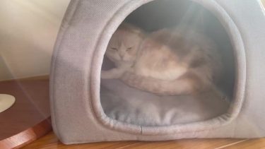 ナッツを照らすひかり