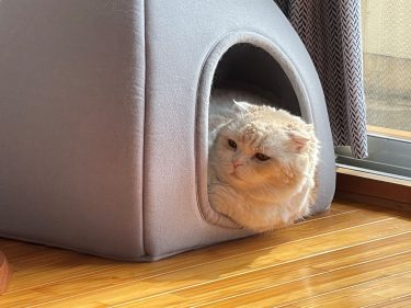 ナッツのまなざしの向こうには