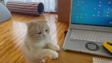 パパは大助かり