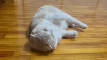 寝そべる姿も