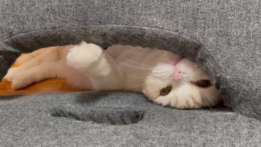 ナッツにメロメロ