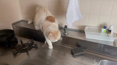 久しぶりのすがたに感無量