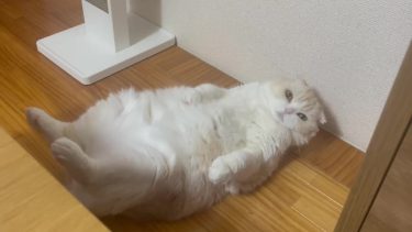 いますぐじゃないよ