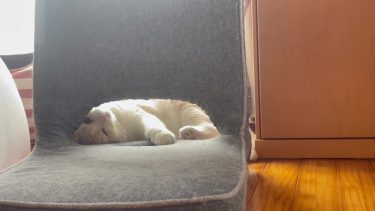 可愛く見つめて