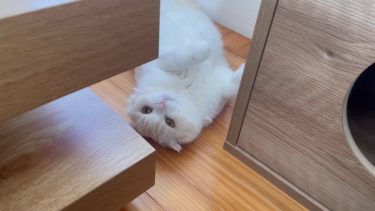 ナッツの励まし