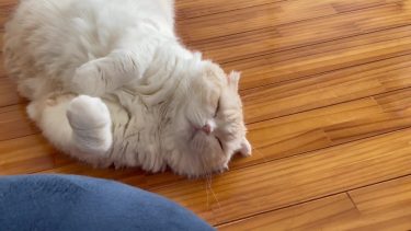 安らぎを運ぶナッツ