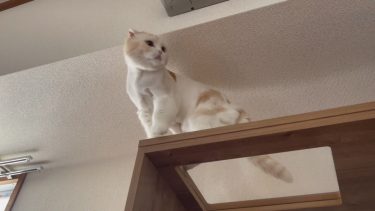 臆することはありません