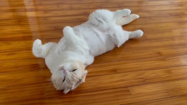 ヘソ天でくつろぎます