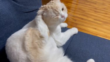 ばっちり治まりました