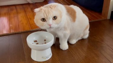 デザートタイム