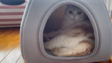 ナッツの心遣い