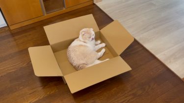 ダンボール箱大好きナッツ