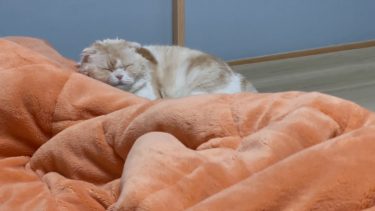 就寝の時間になりました