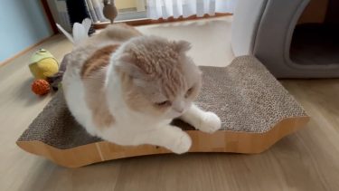 朝から寄り添ってくれます