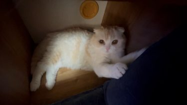 かわいいクッション