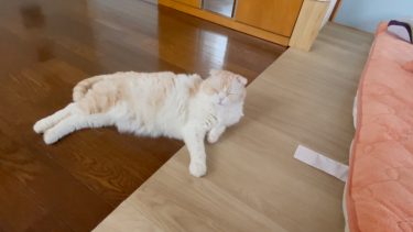 今日はのんびり