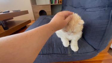 思わずなでなで