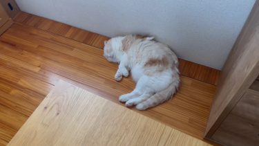 見惚れてしまいます