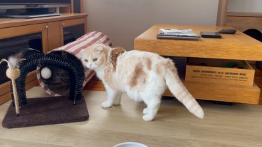 ナッツのおへや散策