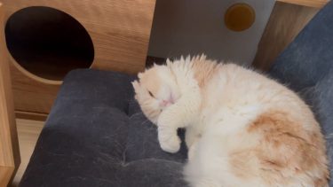 ころんと寝返り