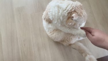 びっくりさせてごめんね