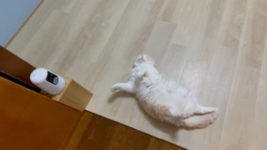 のびのびナッツになりました