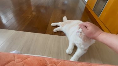 最高の一日確定